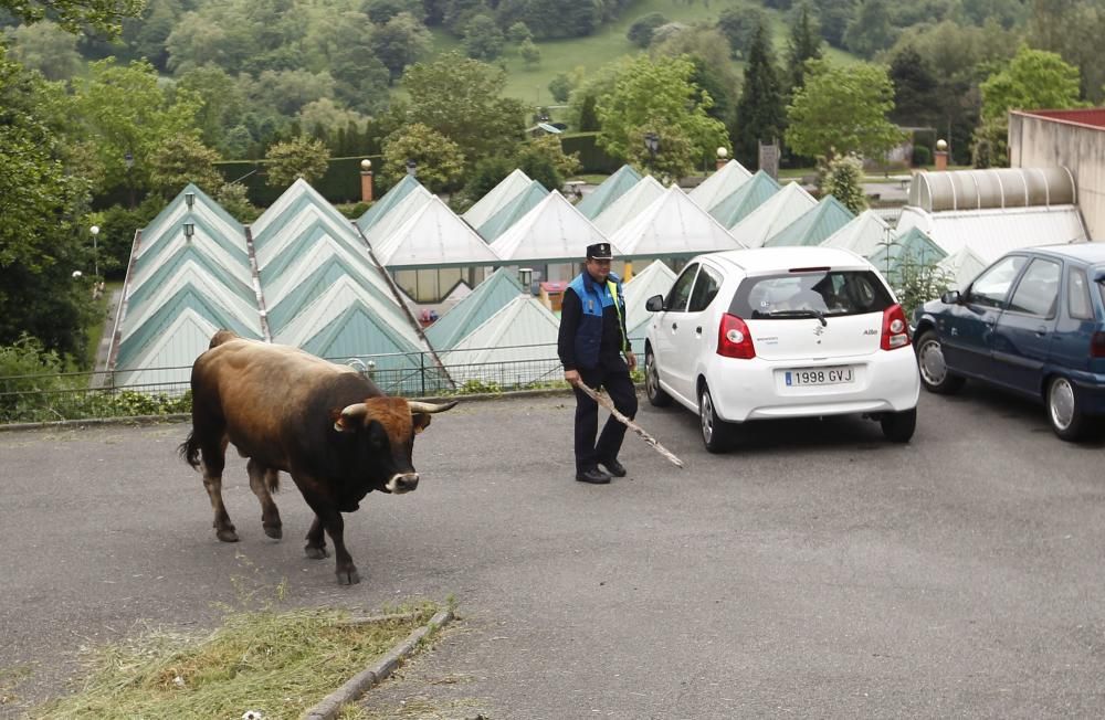 Un toro causa la alarma en el centro de Oviedo