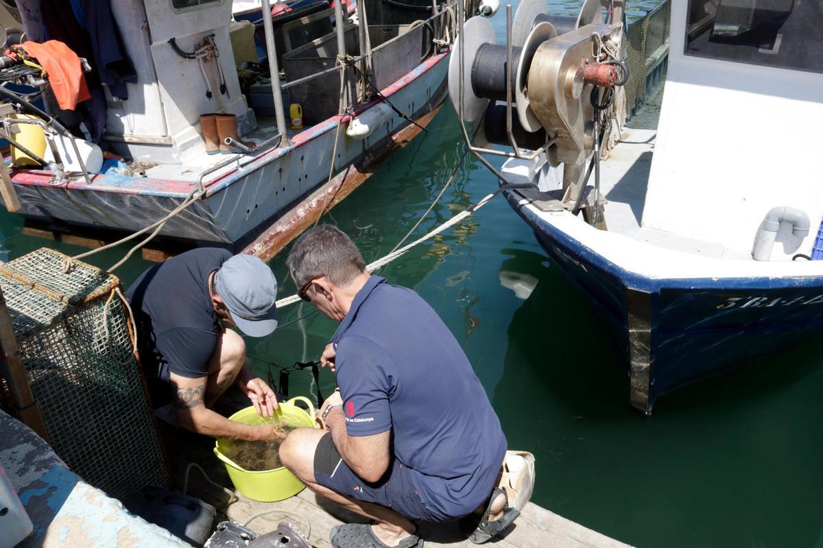 Aliança per treure residus del mar a l'Estartit i a la desembocadura del Ter