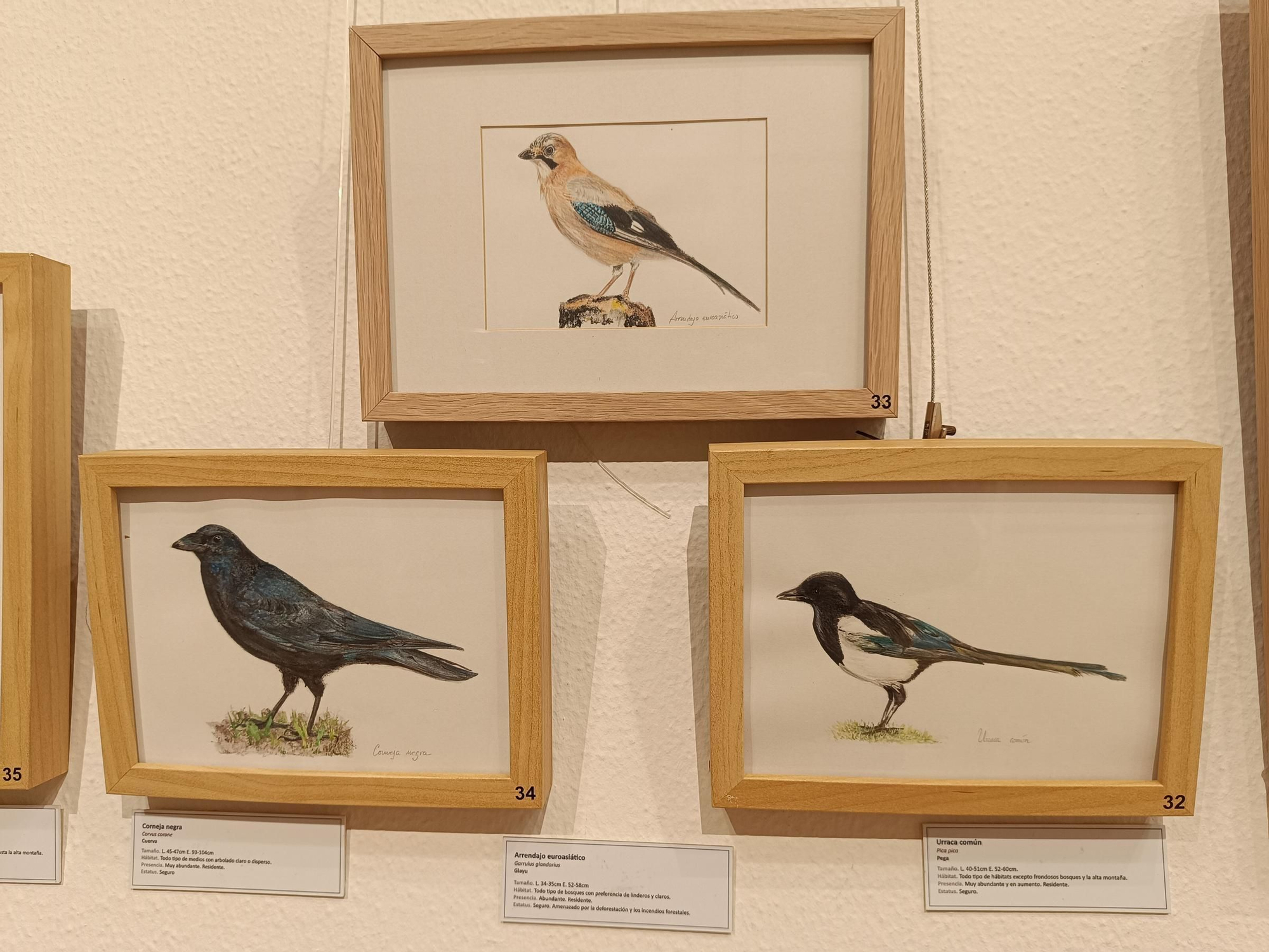 "Aves de tu entorno", la exposición de Isabel González en Posada de Llanera