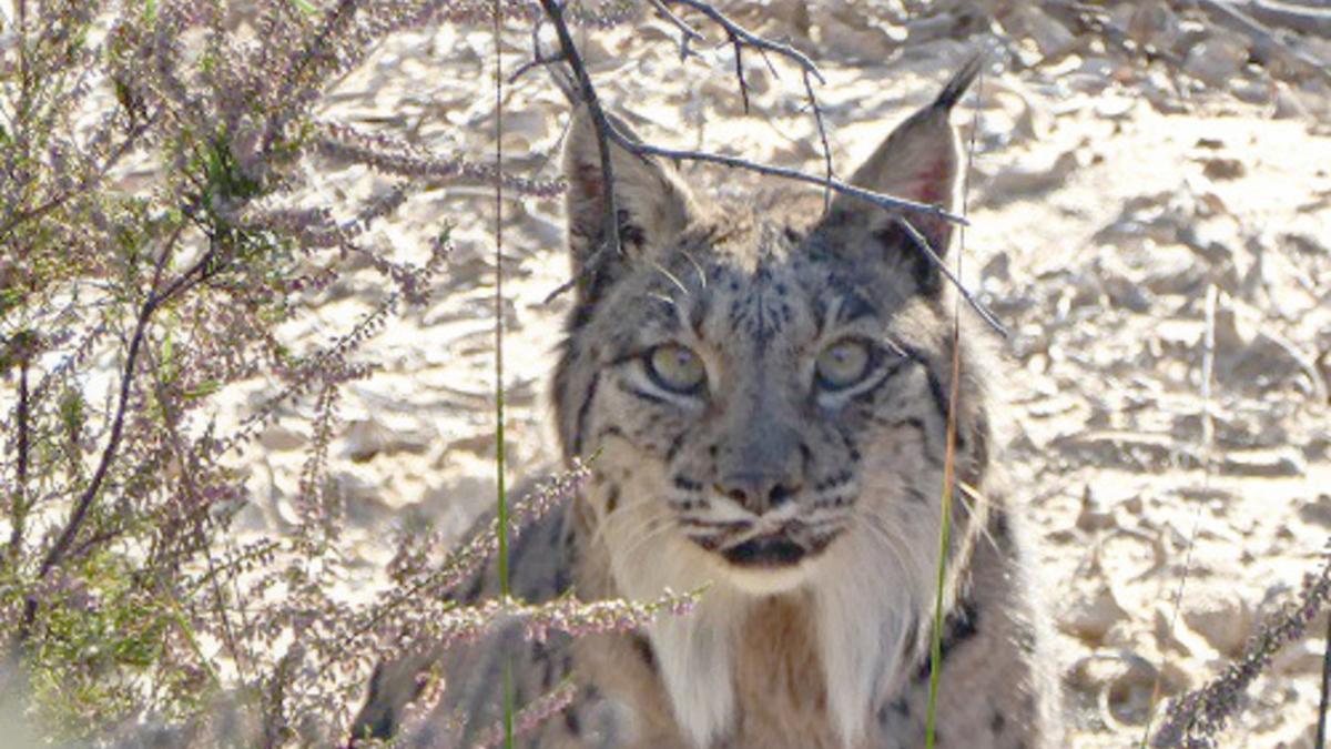 Boliche, el lince ibérico que ha fallecido con 12 años en Doñana.