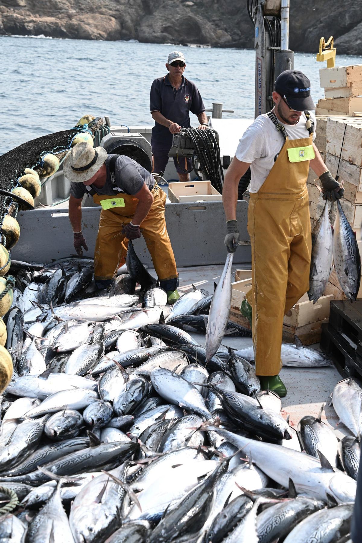 Pescadores seleccionando las albacoretas capturadas.