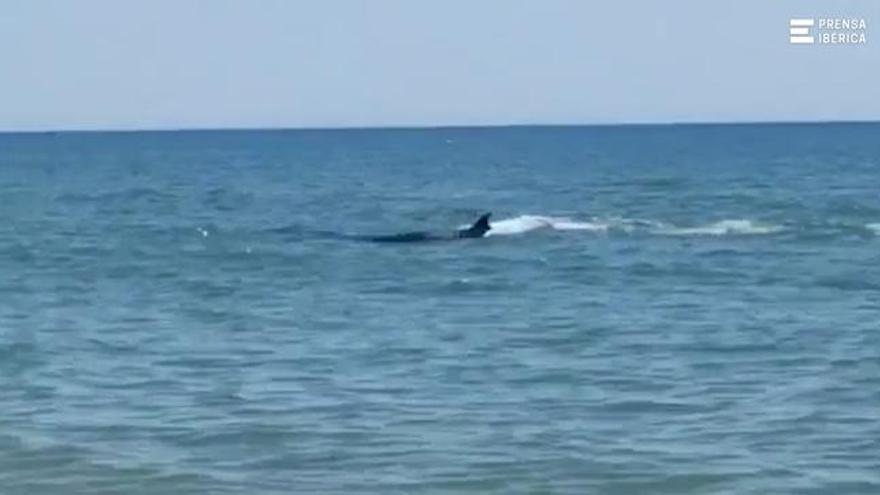 Un cetáceo sorprende a los bañistas de una playa de Huelva