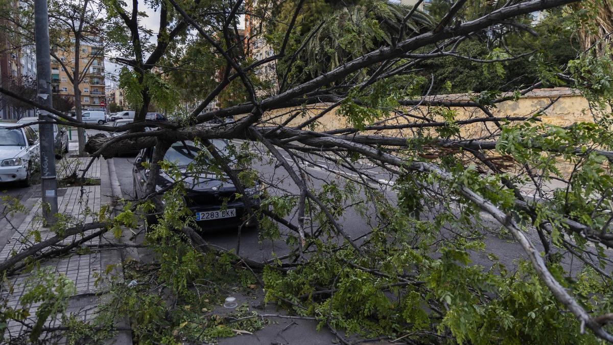 Árbol caído sobre un coche por el viento, en Jerónimo de Monsoriu.