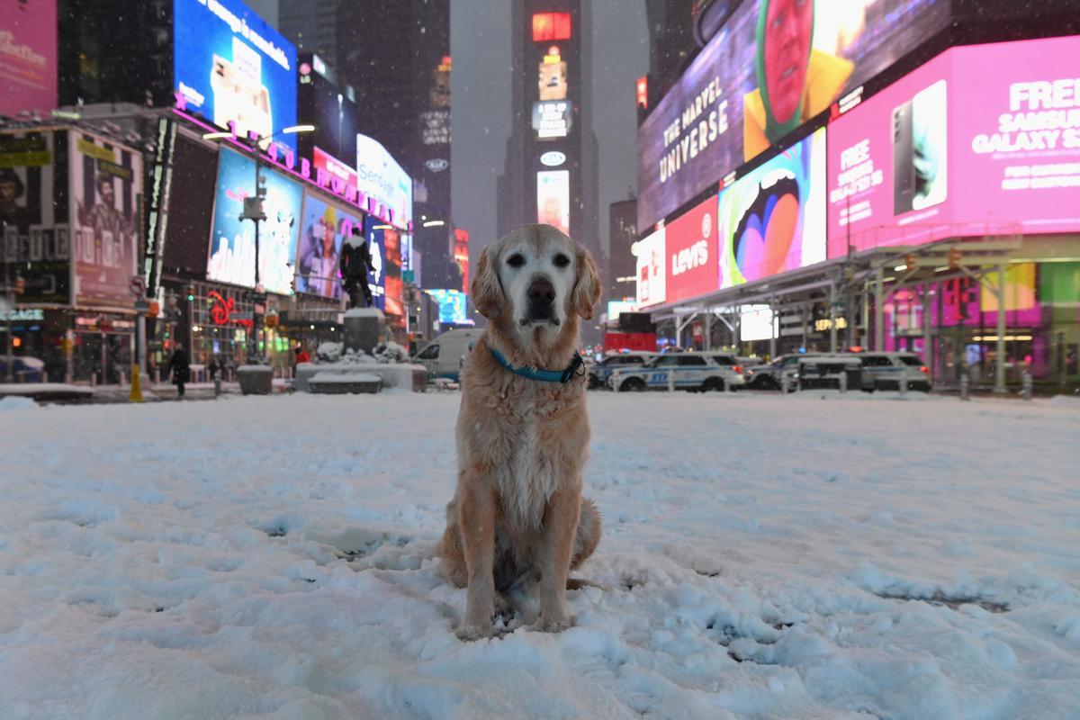 Un perro se sienta en el centro de Times Square, en Nueva York, durante la nevada