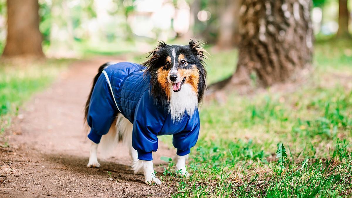 Protege a tu perro del frío con un buen abrigo.