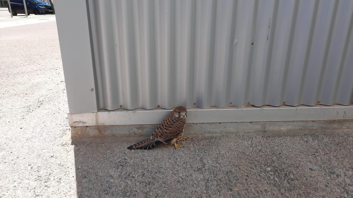 El ave encontrada en el campus