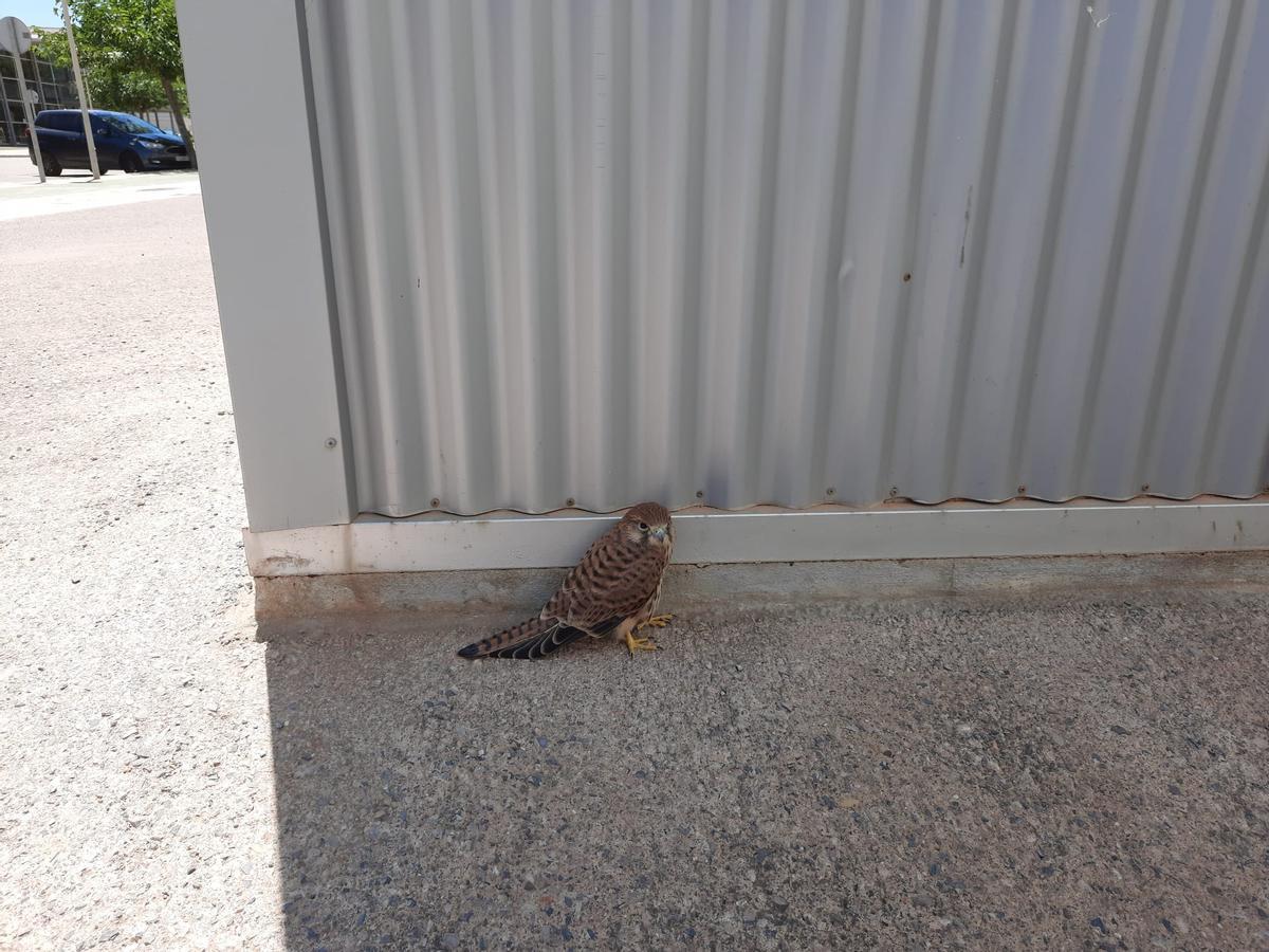 El ave encontrada en el campus