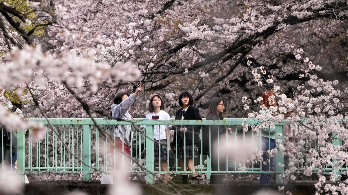 Unas mujeres observan los cerezos en flor de Japón, que este año han brotado en la fecha más temprana desde que existen registros.