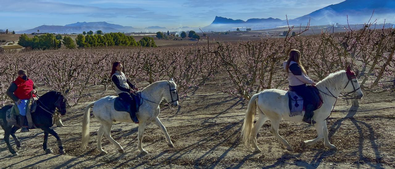 El espectáculo de la Floración se puede realizar a pie, en bicicleta, en tren turístico o incluso a lomos de un caballo.