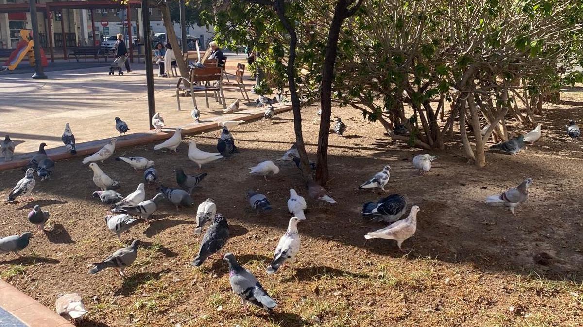 Los vecinos denuncian que en la plaza de Crevillente de Elche se alimenta a las palomas a diario