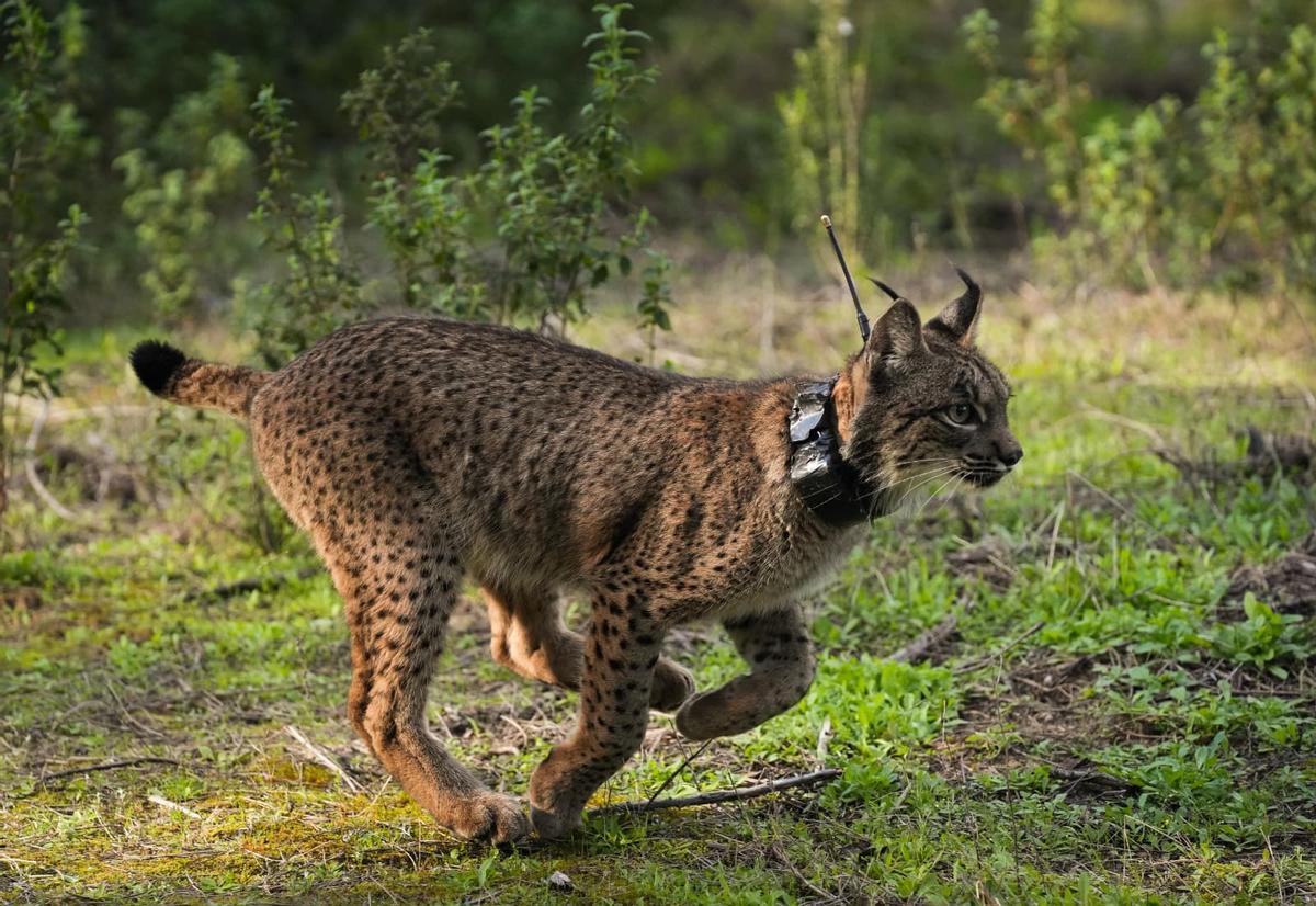 El lince Walabi tras su suelta en Doñana.