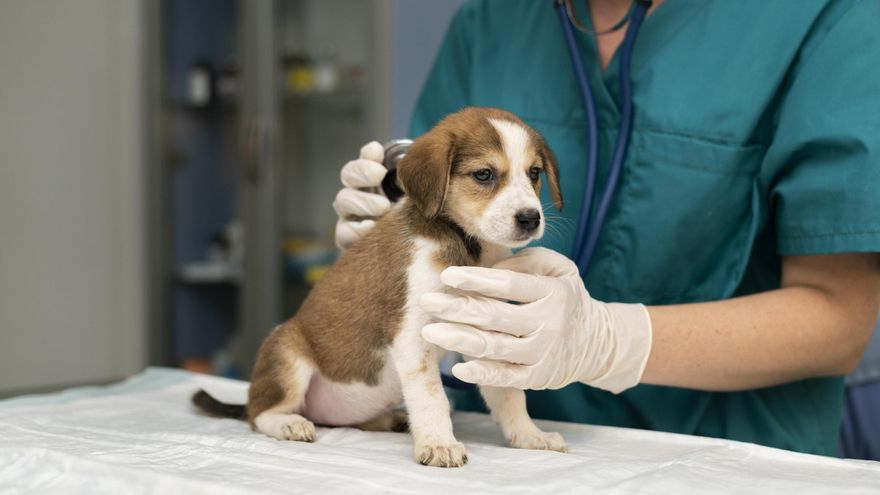Les protectores celebren l’anunci de l’hospital veterinari a Ontinyent: “Fa molta falta”