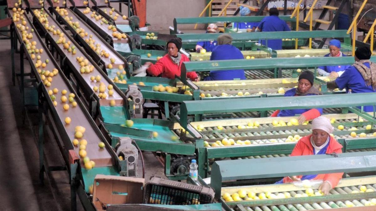 Los ‘rivales’ citrícolas ya duplican a Castellón en exportaciones a la UE