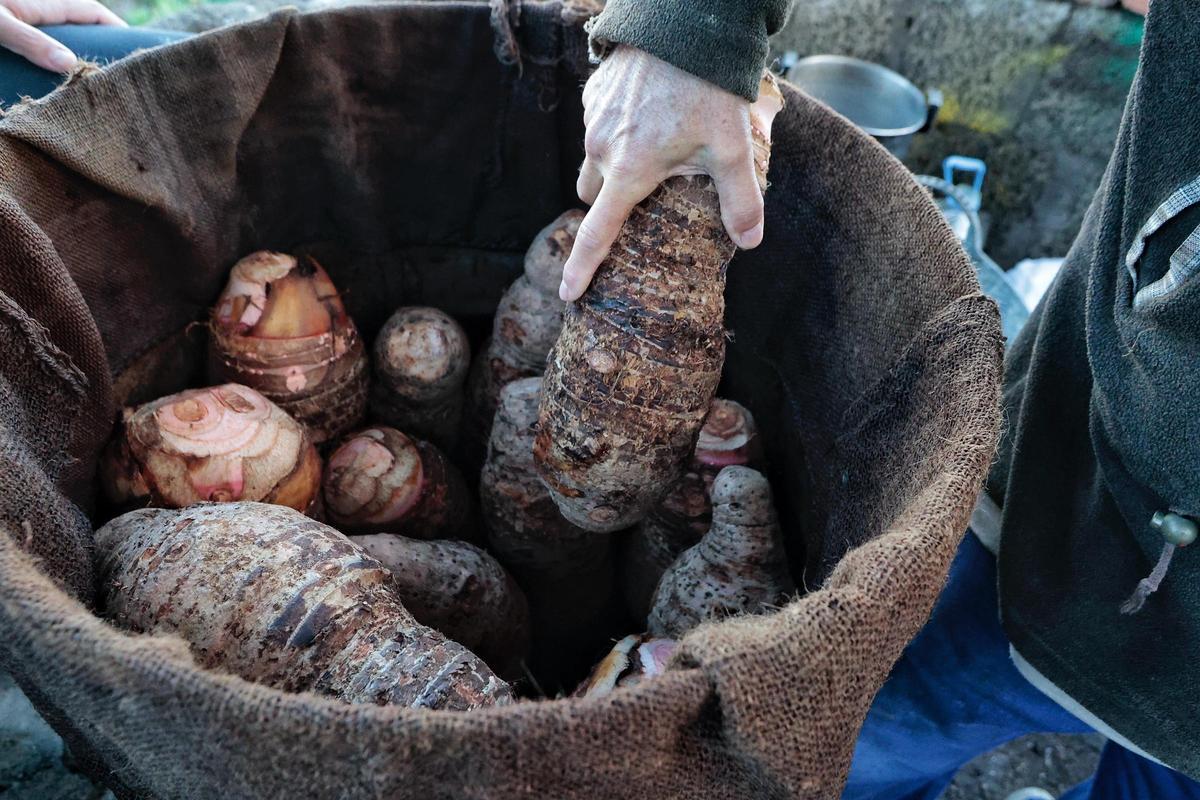 Guisado de ñames en Garachico