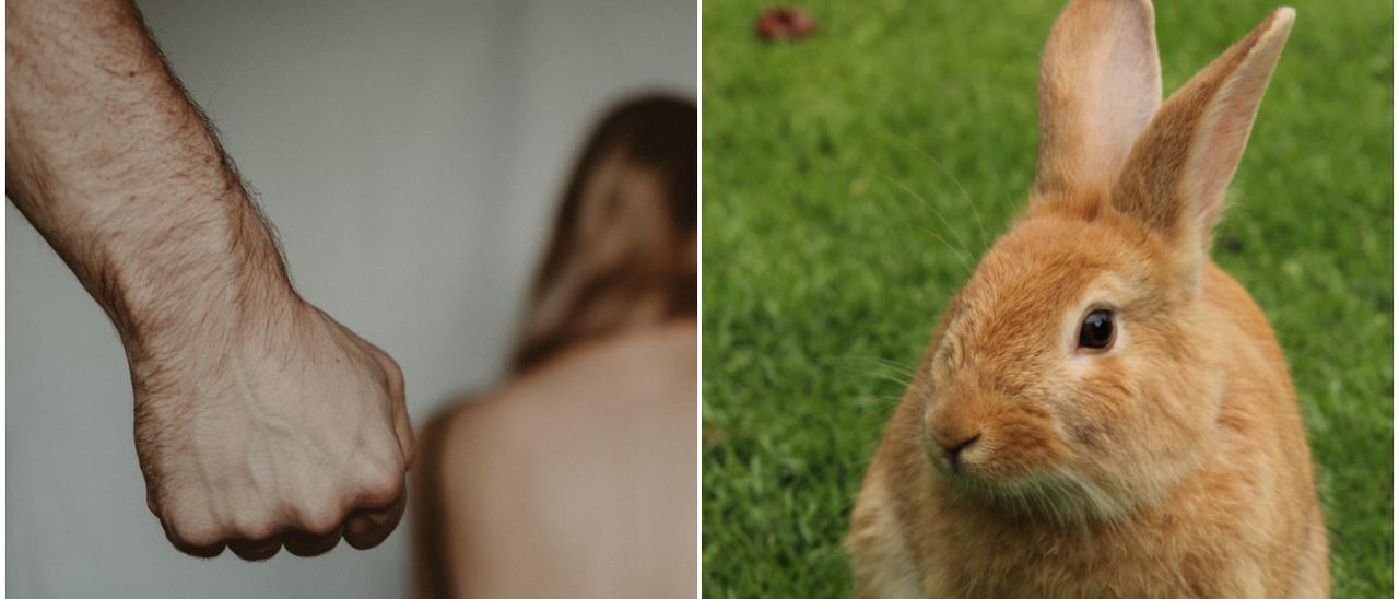 El precio del maltrato a una mujer, igual que el de su conejo piden en Zamora la misma pena para el agresor
