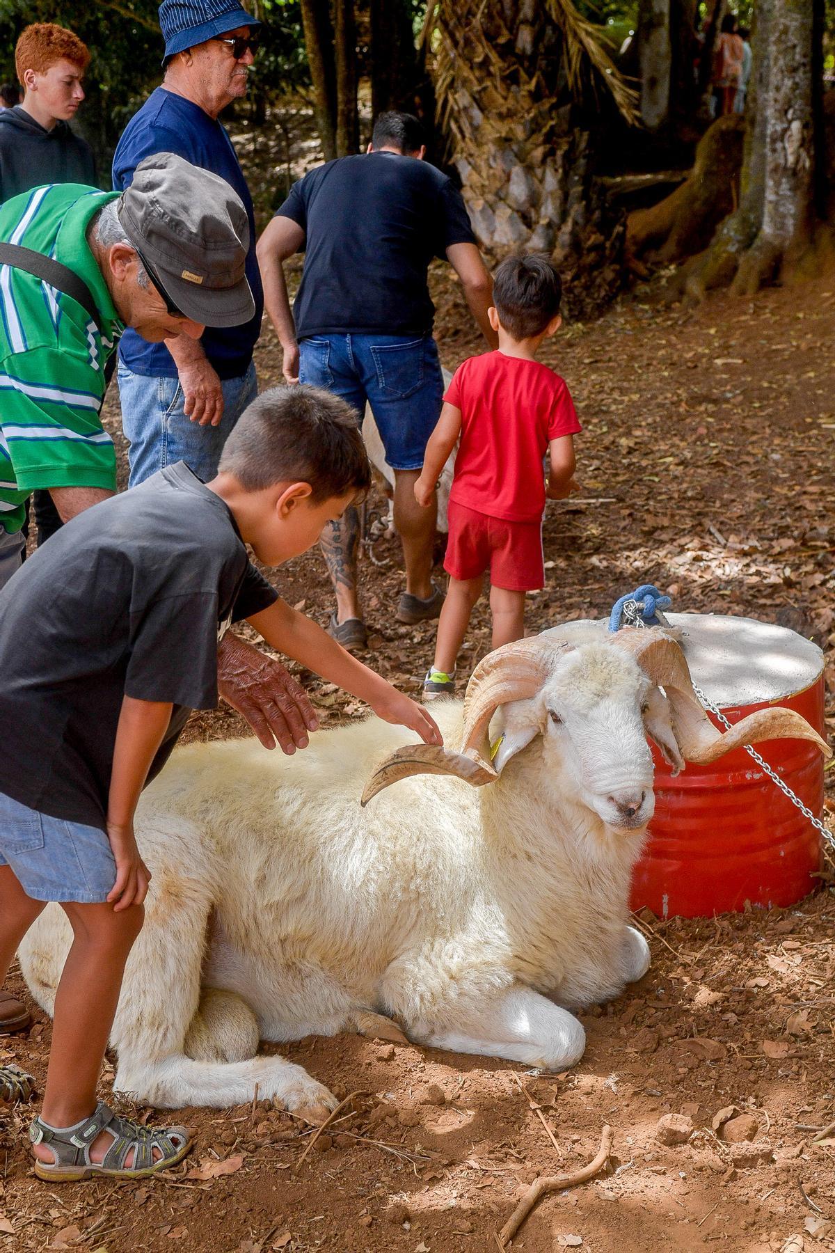 Un niño se acerca a tocar la cornamenta de un carnero que participó en la feria