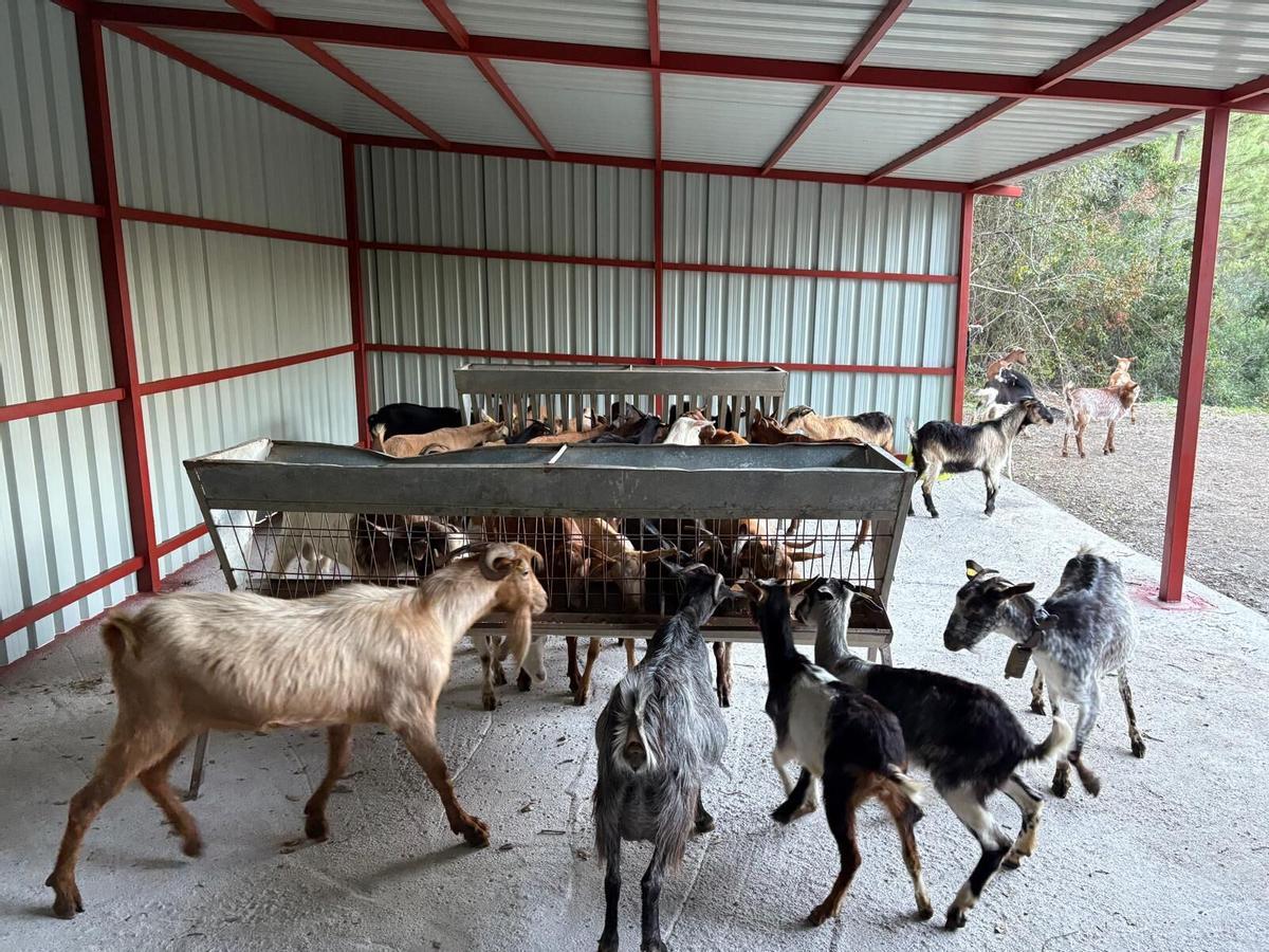 El Consistorio indica que entre las 40 cabras adquiridas se incluyen dos machos