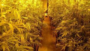 Agents dels Mossos han decomissat més de 2.000 plantes de marihuana.