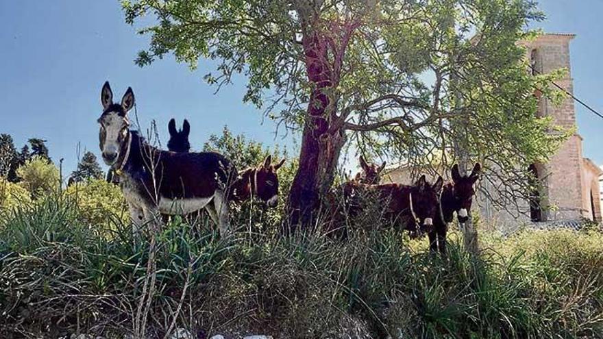 Burros en acción en el pueblo de Artà.