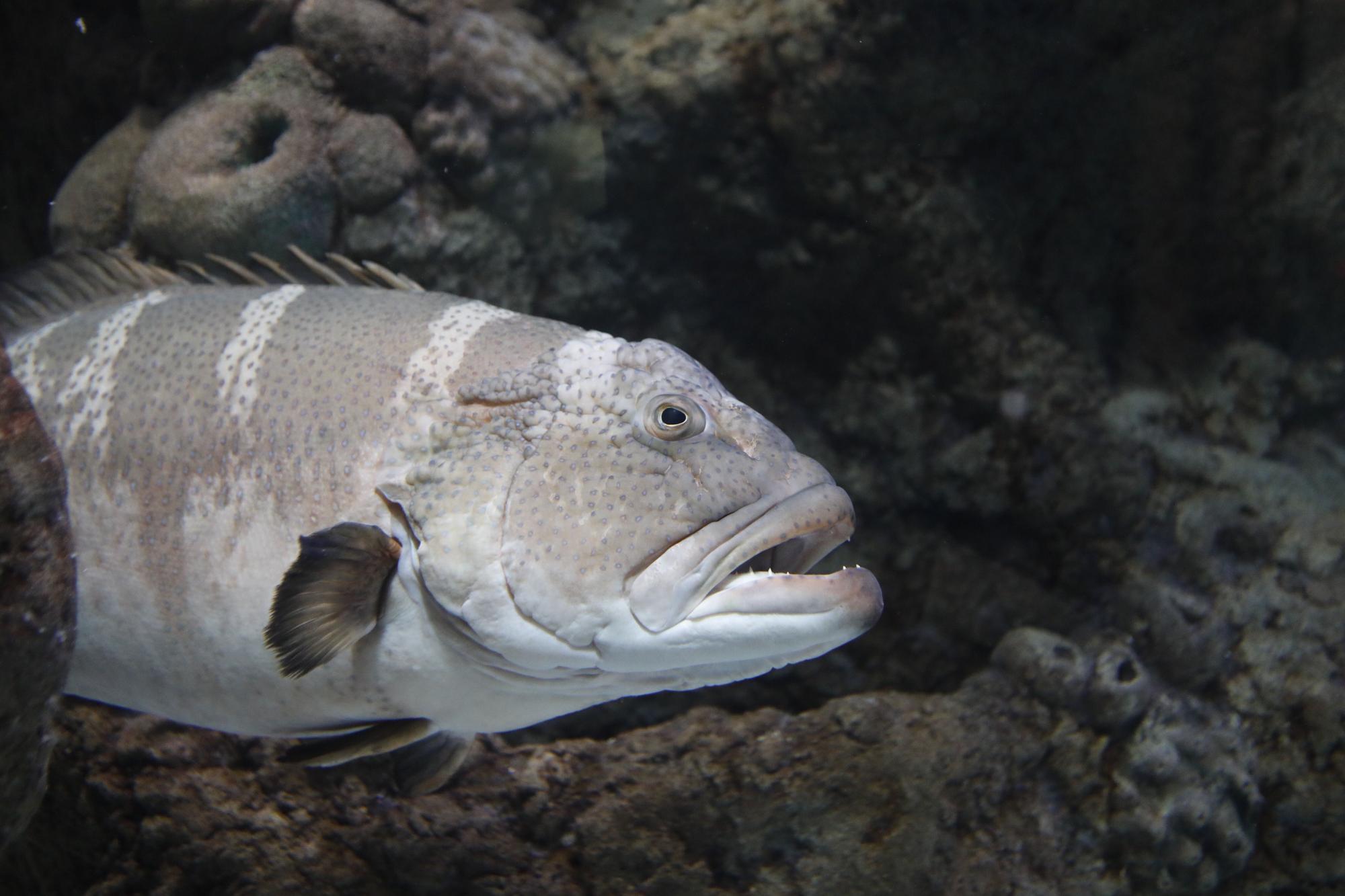 En imágenes: Así funciona por dentro del Acuario de Gijón