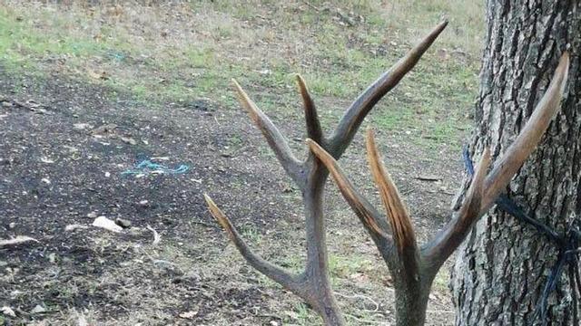 Trofeo de un ciervo abatido en la comarca.