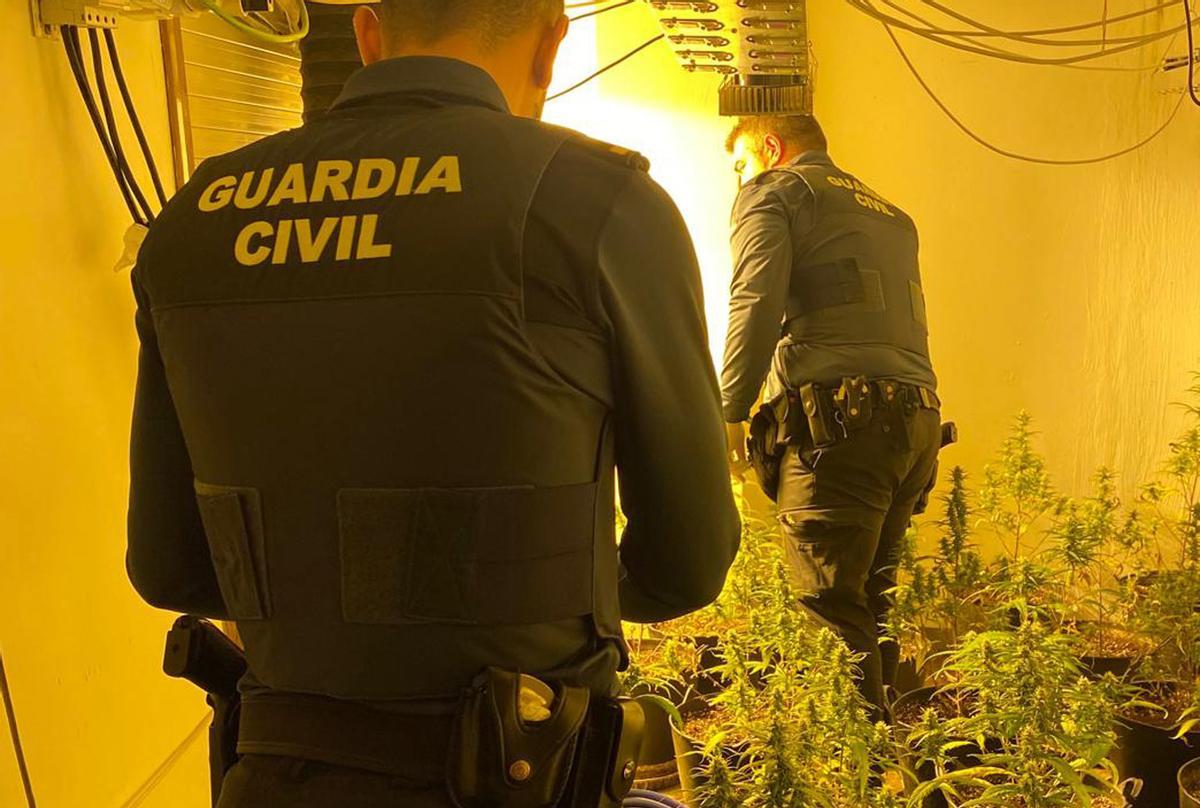 La Guardia Civil ha incautado 91 plantas de cannabis sativa y los útiles necesarios para su cultivo interior en la vivienda de Calasparra