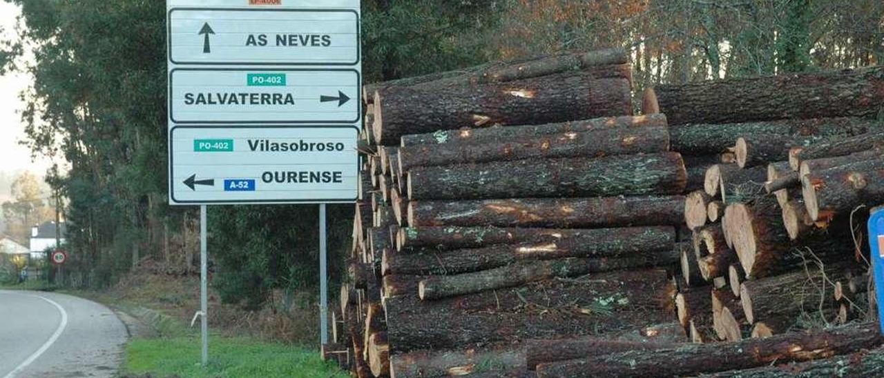 Pinos talados para evitar la propagación del nematodo, en la zona de As Neves. // Gabino Porto