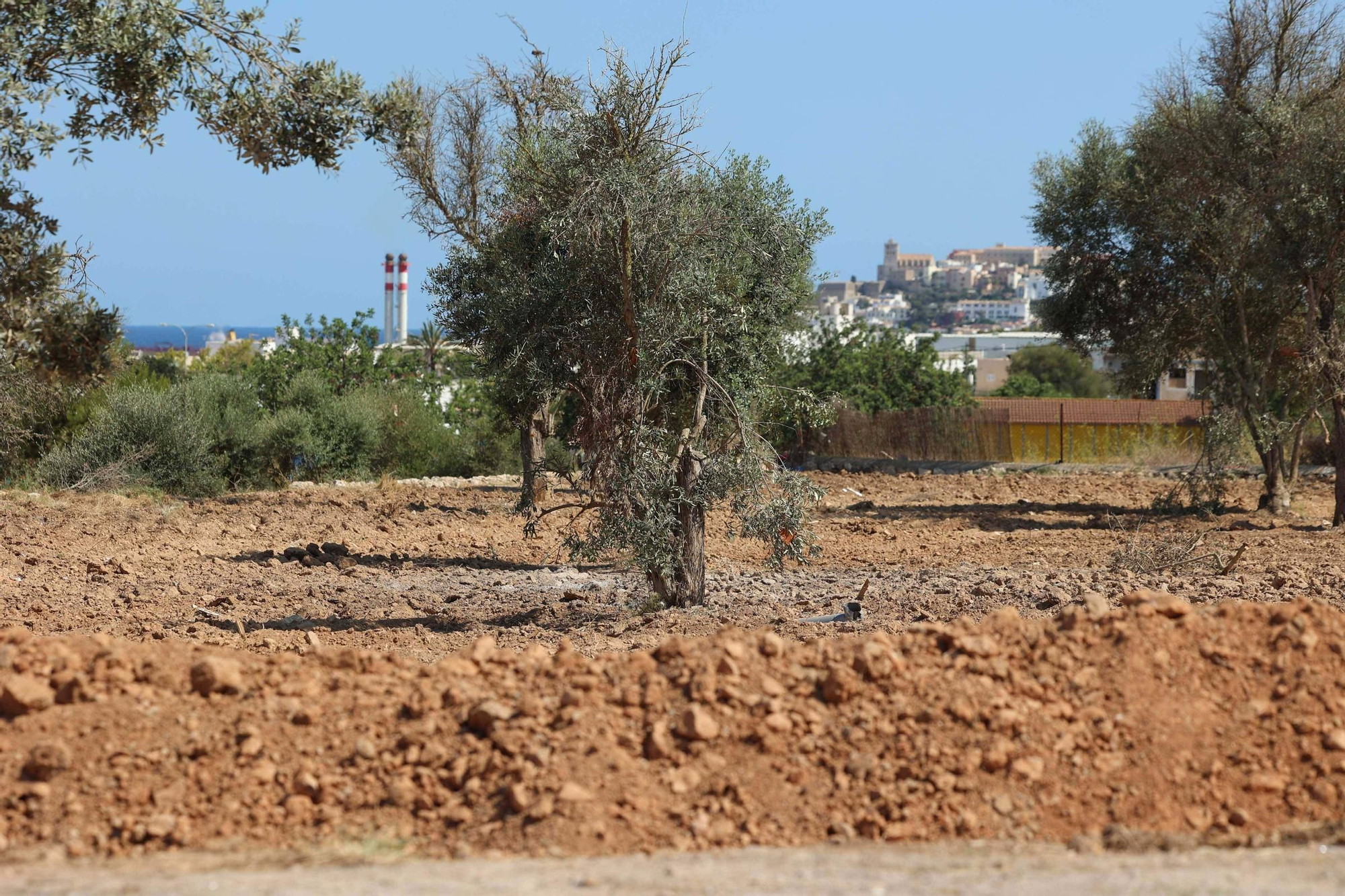 Galería: terreno de Can Rova II completamente despejado por el Ayuntamiento