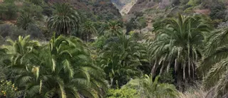 La Isla amplía las fuentes semilleras de palmera canaria con alta calidad