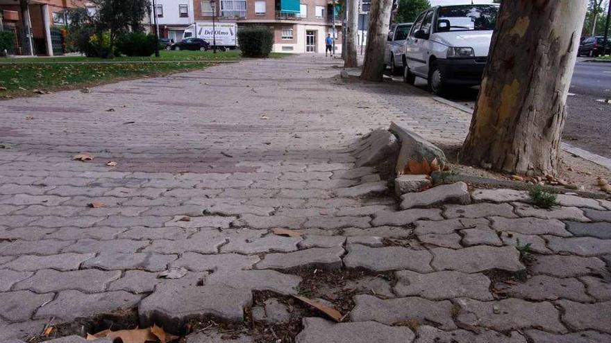 Aceras levantadas por la acción de un árbol en la avenida de Cardenal Cisneros.