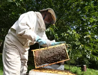 La velutina da un respiro: su llegada tardía no arruinará la producción de miel local