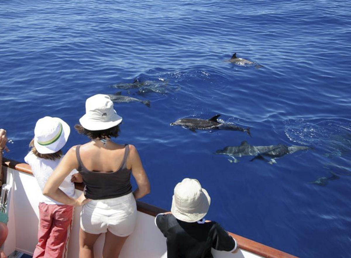 Unos turistas observan a unos delfines en aguas gomeras desde una embarcación. | E.D.