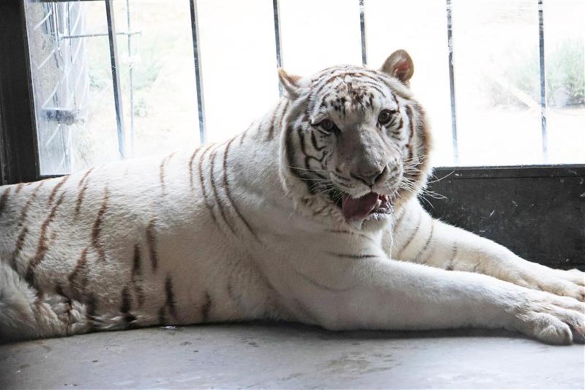 El tigre blanco Sona ya descansa en Villena
