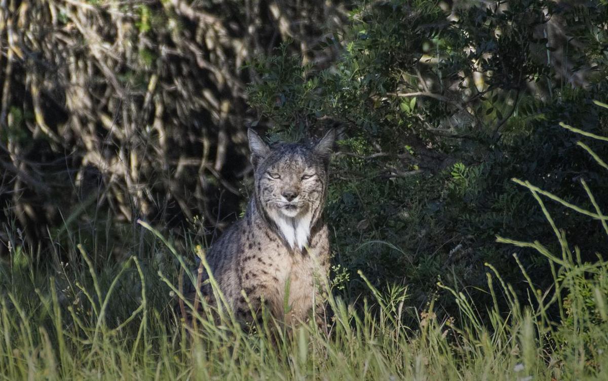 Un lince se oculta bajo unos arbustos a la búsqueda de alimento en la Finca el Encinarejo en Andújar, Jaén.