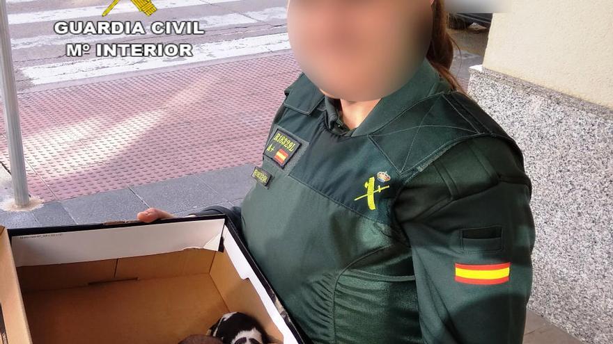 La Guardia Civil rescata a cinco cachorros abandonados en un contenedor en Benicarló