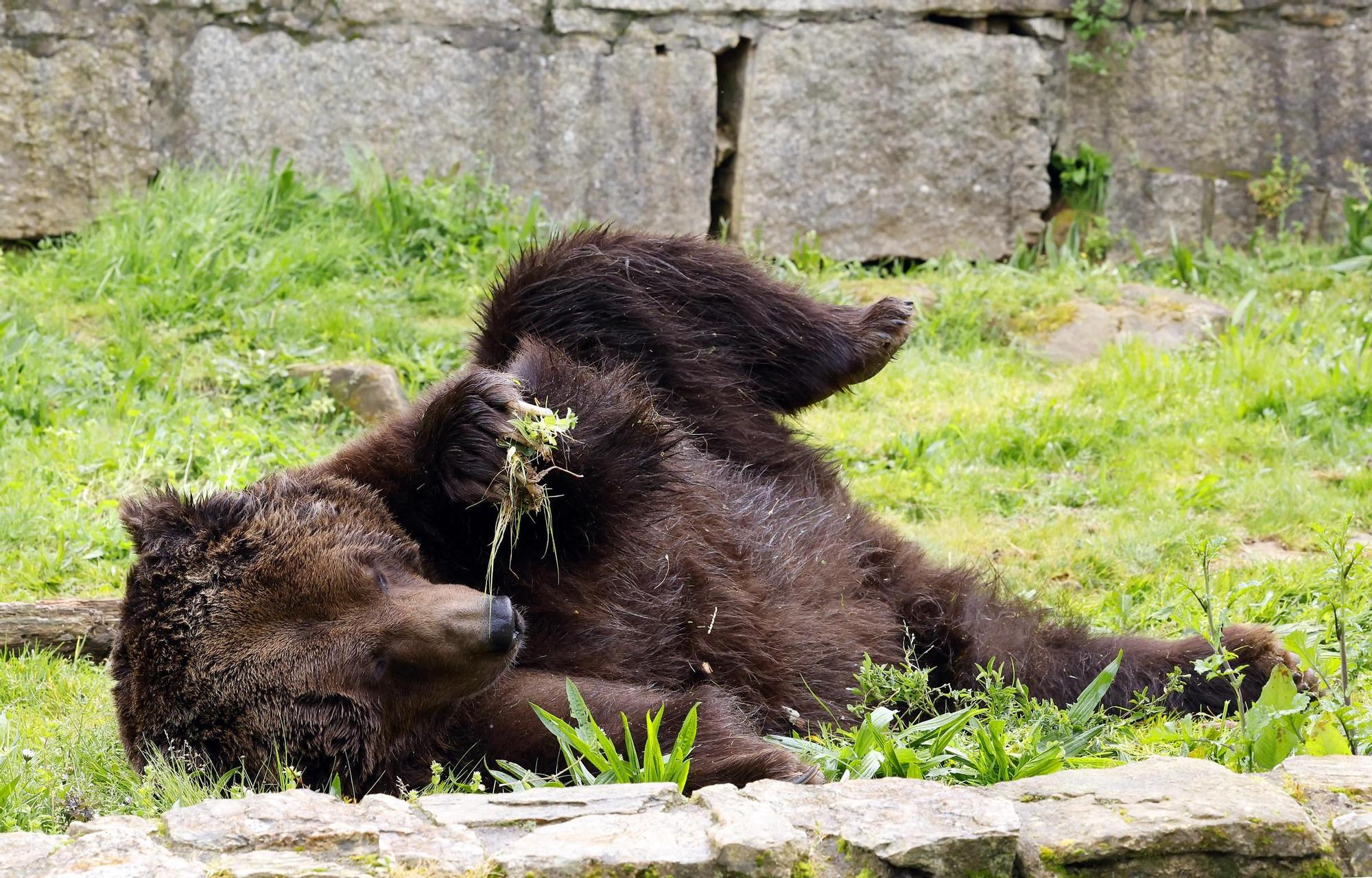 El oso Carmo posa para Faro de Vigo mientras espera un hogar