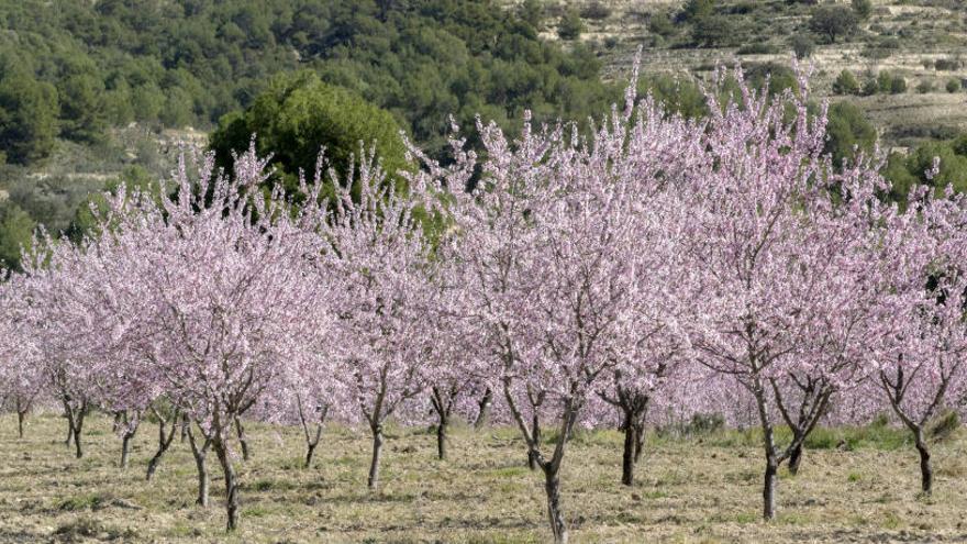 Xixona acoge el viernes el primer encuentro nacional sobre la almendra marcona