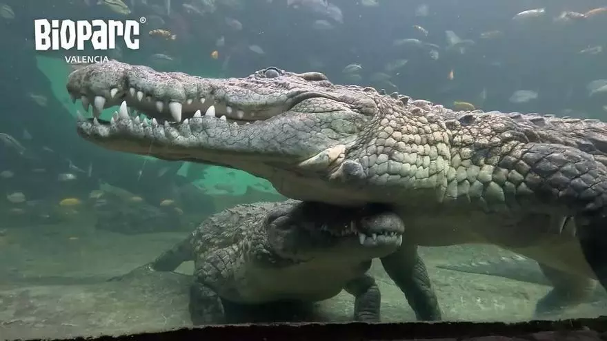 Tu viaje a la naturaleza salvaje, esta primavera en Bioparc Valencia