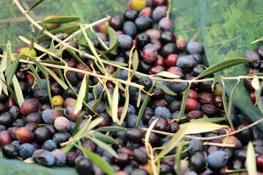 Recogida de aceituna en Fermoselle