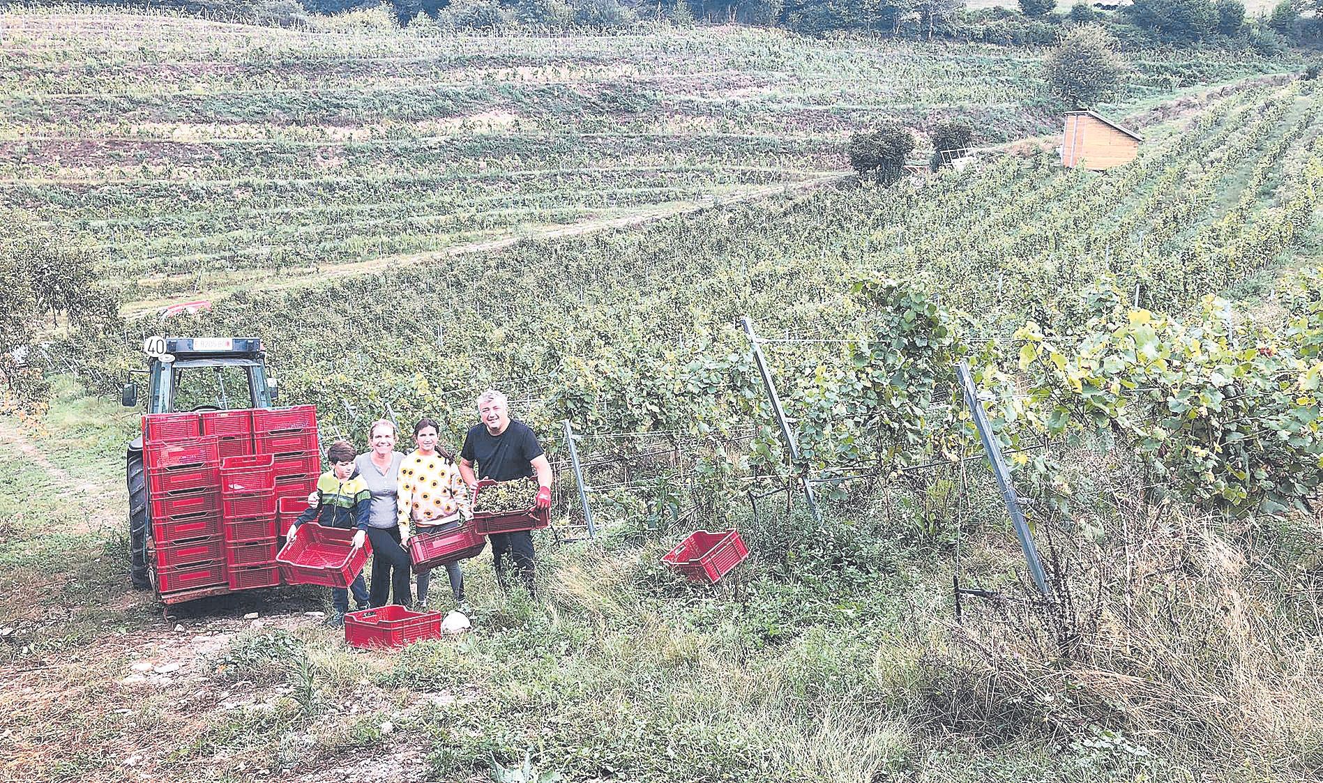 Buen inicio de la vendimia en el Suroccidente asturiano