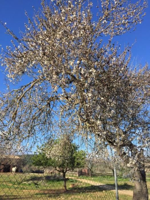 Mandelblüte auf Mallorca