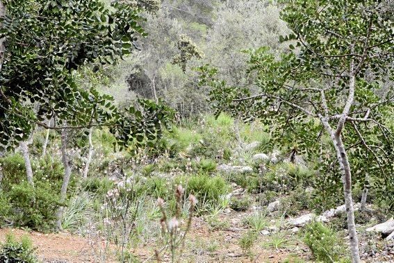 Schafherde, Baumplantage und Paradies für Insekten: zu Besuch bei Jaume Seguí und seinen 18 Hektar Bioland bei Capdellà