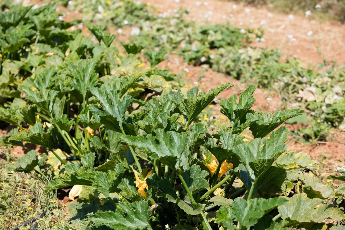 Finca ecológica Tierra de Ibiza