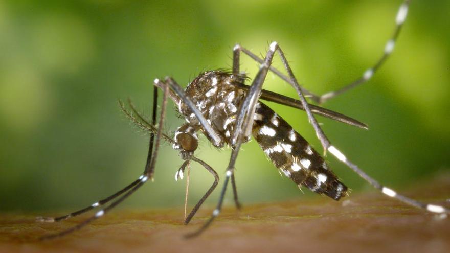 Confirman la presencia de poblaciones de mosquito tigre por primera vez en Lorca