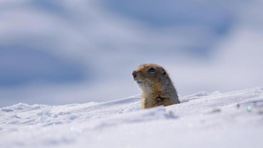 El sorprendente impacto sexual del cambio climático en una especie clave del Ártico