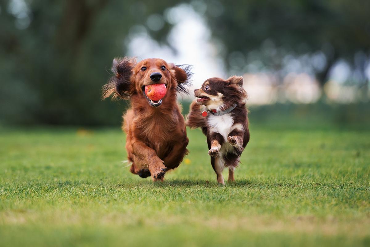 Dos gossos mini juguen en un parc