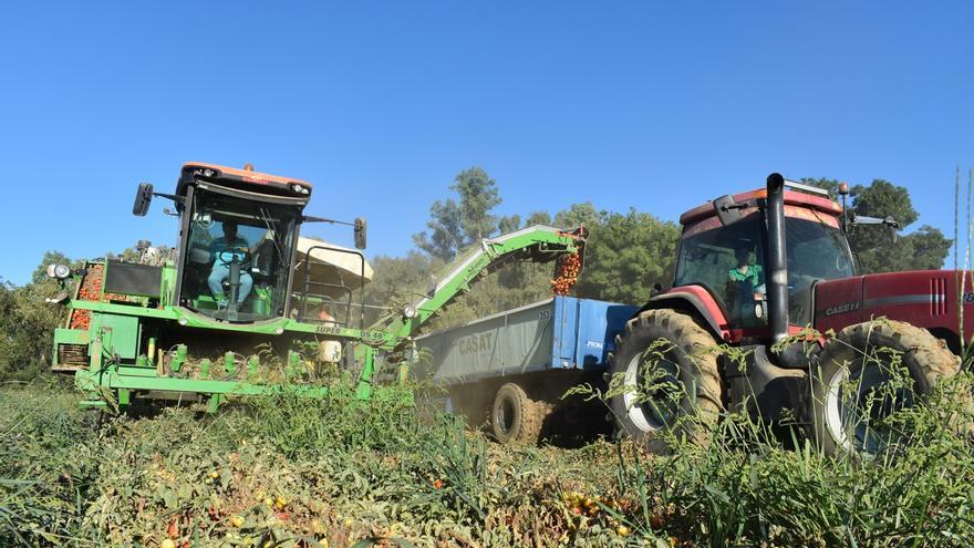 UPA-UCE denuncia que asegurar el cultivo de tomate ha subido un 121% en Extremadura