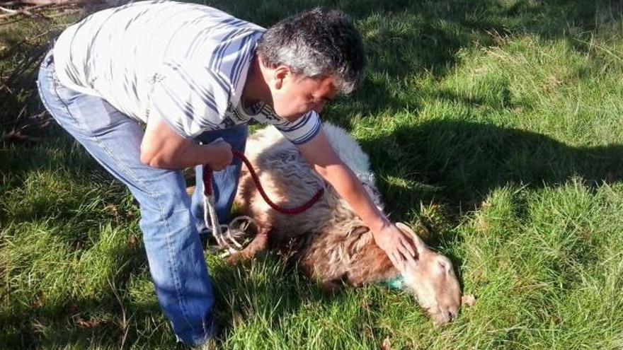 Víctor Suárez muestra las heridas de una de las ovejas a las que supuestamente atacó el lobo.