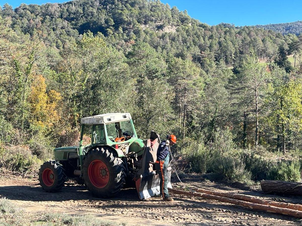 Trabajos para retirar un árbol muerto en el Moianès.