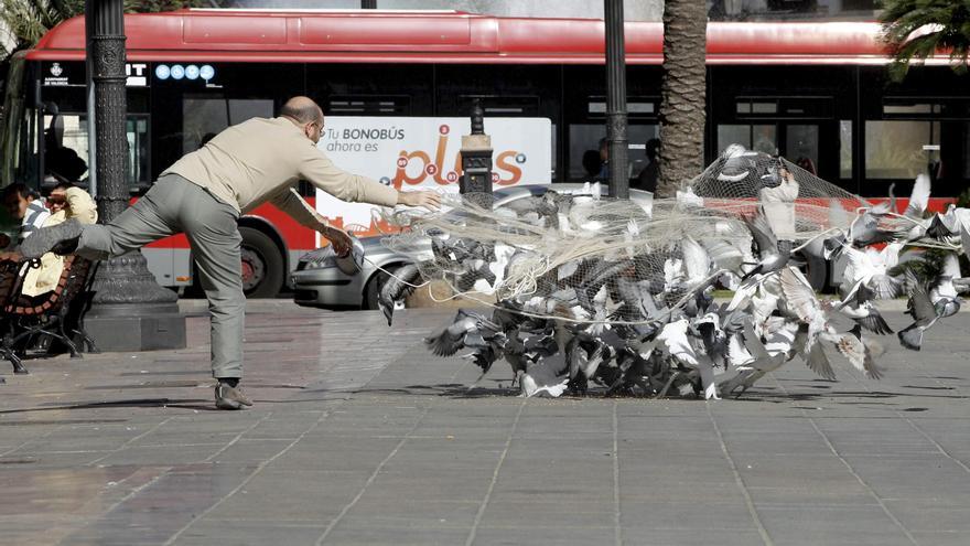 València capturará palomas y las &quot;trasladará&quot; a zonas rurales